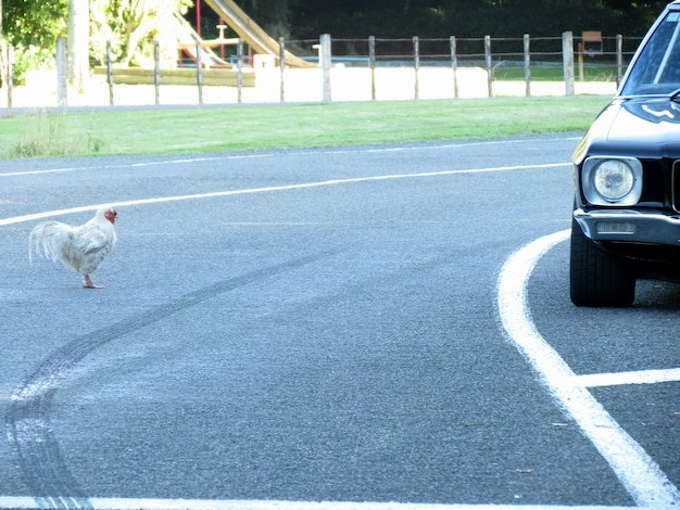 Ontdek het Spannende Spel van Chicken Road Casino in Nederland Ontdek het Spannende Spel van Chicken Road Casino in Nederland