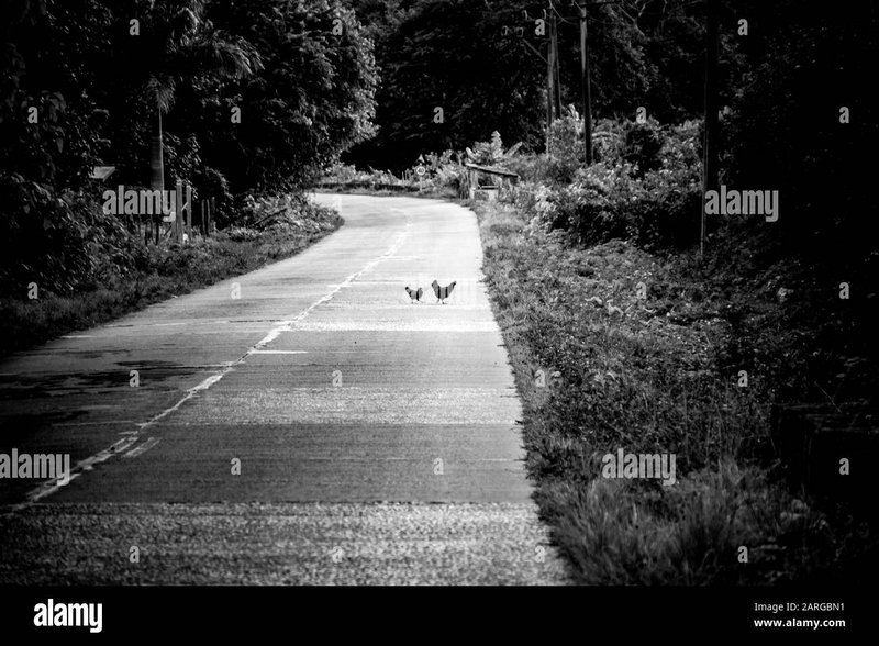 Descubre el Misterio del Paseo de los Pollos en España en 2024